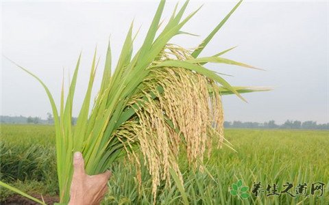 大范围试种海水稻 海水稻和普通水稻的区别