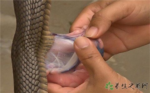 女子生吞蛇胆中毒 蛇胆的功效与作用