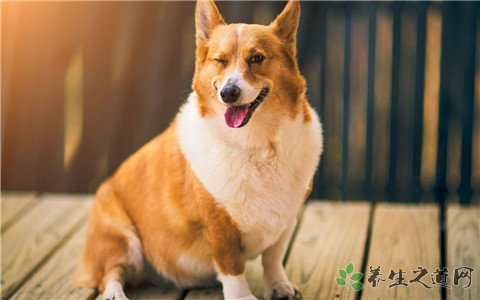 老太遭恶犬撕咬 被狗咬了怎么办