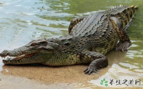 女子网购收到鳄鱼 养鳄鱼要注意什么