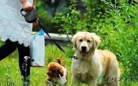 杭州规定遛狗时间 遛狗的注意事项