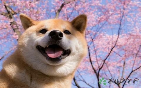 6000元柴犬变小土狗 柴犬的外观特征有哪些