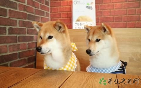 6000元柴犬变小土狗 柴犬的外观特征有哪些