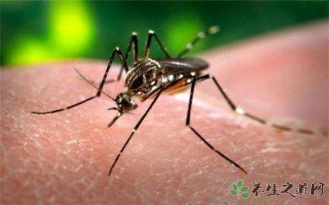 印度寨卡病毒 寨卡病毒该如何预防